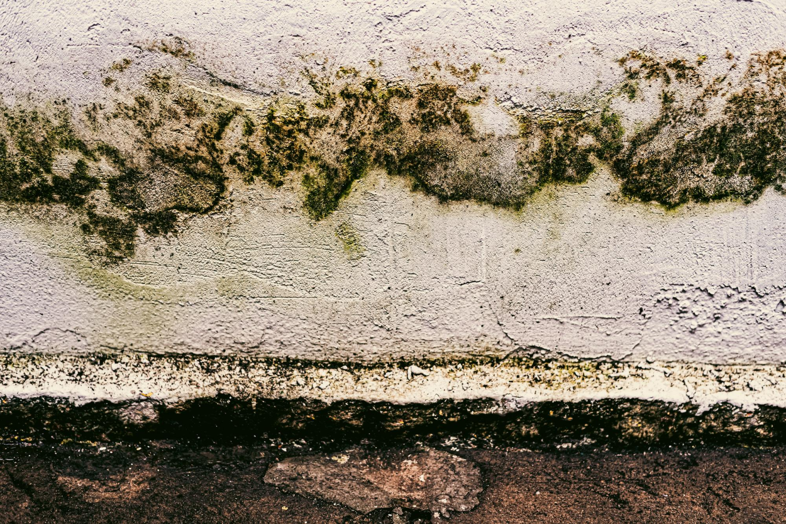 Mold Removal